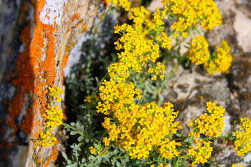 yellow flowers grow on the rock