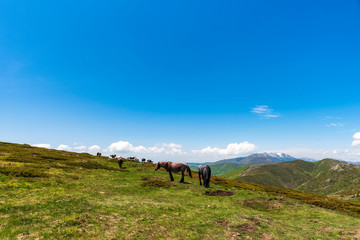 Fototapeta na wymiar Group of horses in Central Balkan national park, Bulgaria