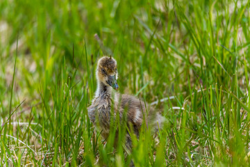 Naklejka na ściany i meble Wet Grey Goose Gosling Walking Through Grass Alone