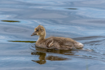 Wet Grey Goose Gosling Swimming in Lake Alone