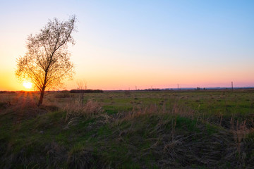Fototapeta na wymiar A lonely tree without leaves stands in a field at sunset.