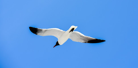 Seagull