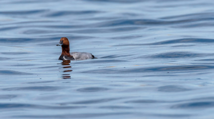 Tufted Duck Swimming in a Lake in Wetlands in Latvia