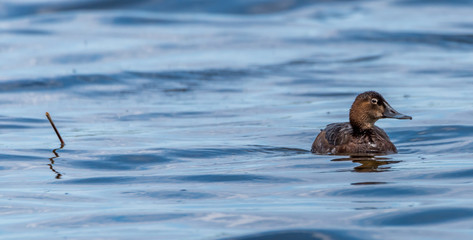 Tufted Duck Swimming in a Lake in Wetlands in Latvia