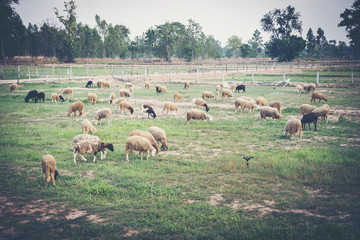 sheep and goat in countryside farm