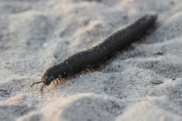 Julida - squad of two-legged millipedes. Common group of terrestrial invertebrates. 