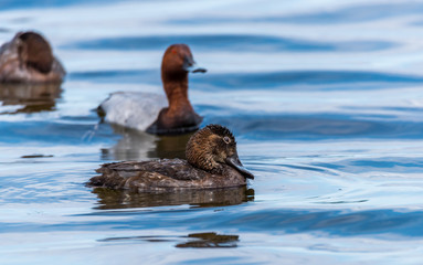 Redheaded Ducks on a Lake in a National Park in Kemeri, Latvia
