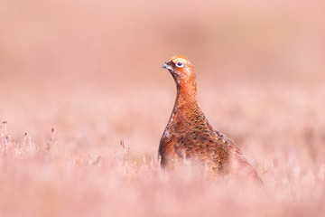 Red Grouse