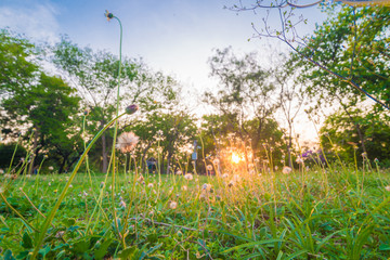 Green city park with tree sunset light