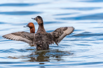 Duck Flapping its Wings to Draw Attention in a Lake