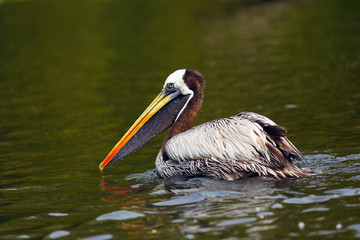 The brown pelican (Pelecanus occidentalis) on the surface of the pond. Pelican on dark water.