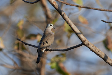 Black-billed wood dove in its natural habitat in The Gambia