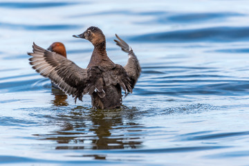 Duck Flapping its Wings to Draw Attention in a Lake