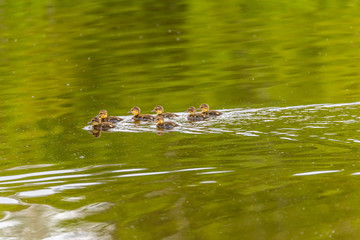 Group of Ducklings Swimming in a Lake of Green Water