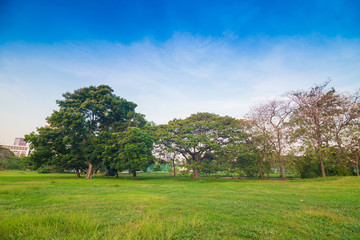 Green city park with tree sunset light