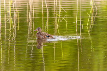 Female Duck Swimming in Green Water in a Lake in Wetlands in Latvia