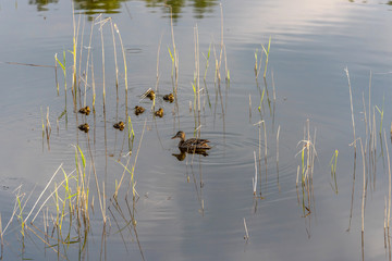 Group of Ducklings Swimming in a Lake of Green Water