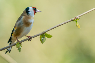 Goldfinch