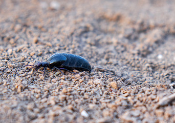 The beetle crawls on small stones