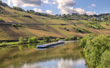 Fototapeta na wymiar The Moselle river in Germany viewed from the village of Trittenheim with hillsides covered in Riesling grape vines