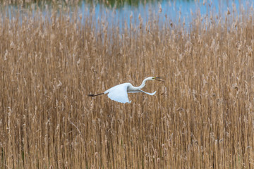 Great White Egret In the Wetlands of a National Park in Latvia