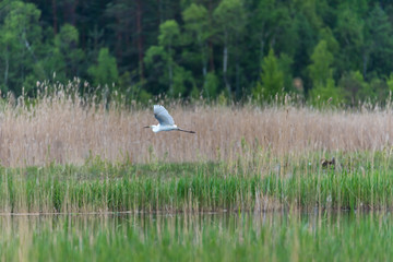 Great White Egret In the Wetlands of a National Park in Latvia