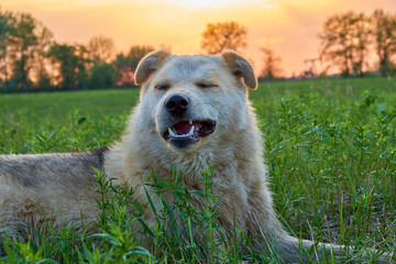 The dog lies on the green grass of the lawn at sunset and squints and grins. Portrait of a dog with a smile at sunset