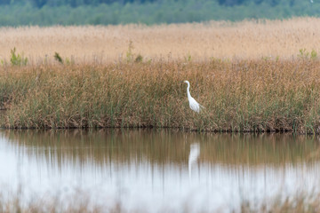 Great White Egret In the Wetlands of a National Park in Latvia