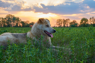 The dog is lying on the green grass lawn during sunset. walk with a dog in nature
