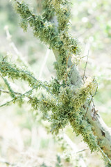Green lichens on the branch of an tree