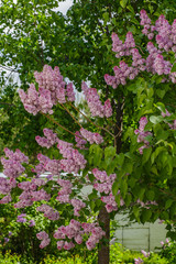 Lilac twigs with a blurred background on a sunny day in the park