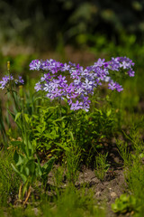 Phlox subulata blooming in May in the garden in spring in sunny weather