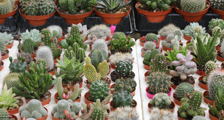 background of many cactuses and succulents for sale at shop