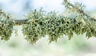 Green lichens on the branch of an tree