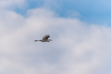 Great White Egret Flying in a Partly Cloudy Sky over a National Park in Latvia