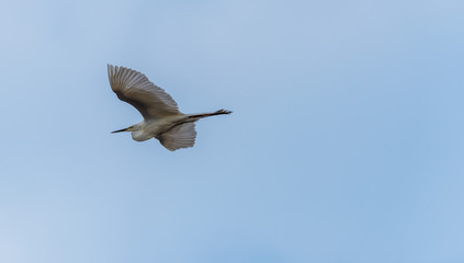 Great White Egret Flying in a Partly Cloudy Sky over a National Park in Latvia