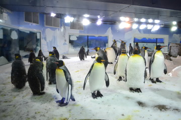 Obraz premium Antarctic Penguin colony 