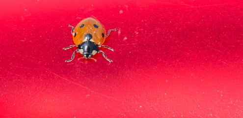 Macro Photograph of a Ladybug on a Red Plastic Background