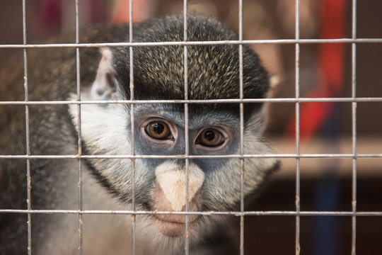 Monkey eye sad expression in a cage in contact zoo