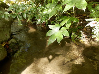 初夏の植物