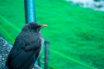 Bird seeing the landscape on a rainy day. Raindrops sliding on your fur.