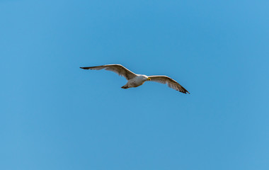 Seagull Flying in a Clear Blue Sky