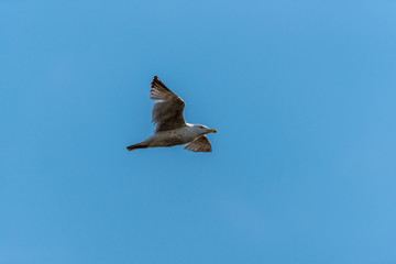 Seagull Flying in a Clear Blue Sky