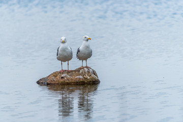 Seagulls on a Rock in a Lake