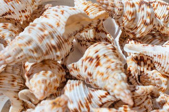 Sea shell for souvenirs in the market, selective focus