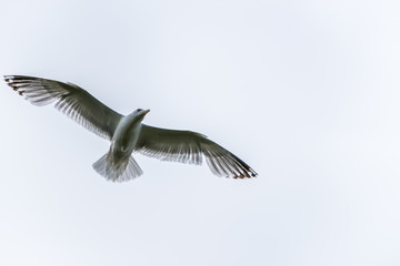 Seagull Flying in a Gray Sky