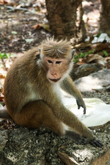 Funny monkeys in the jungles of Sri Lanka