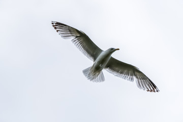 Seagull Flying in a Gray Sky