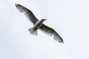 Seagull Flying in a Gray Sky