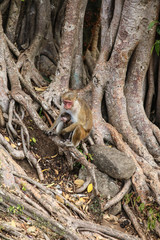 Funny monkeys in the jungles of Sri Lanka